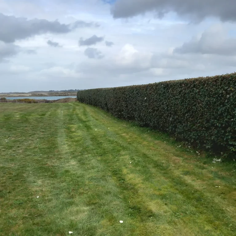 Taille de haie à Pleumeur-Bodou